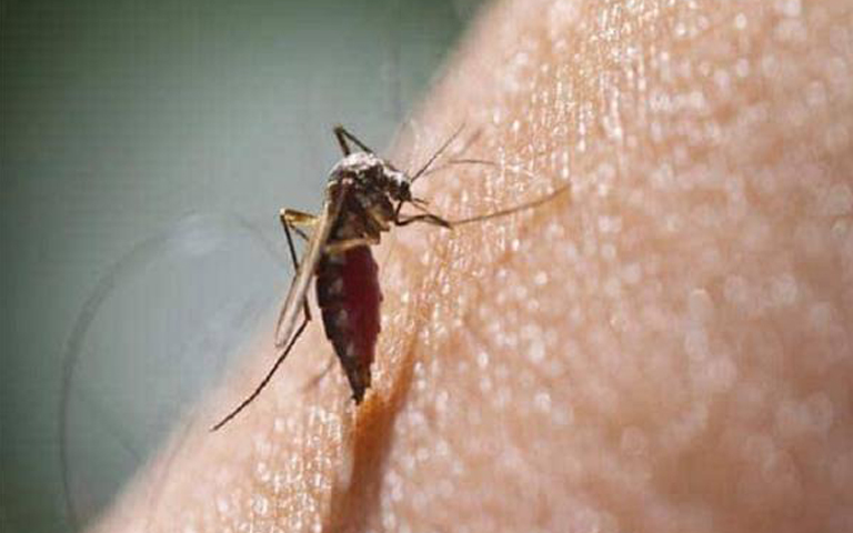 dengue-in-maharashtra