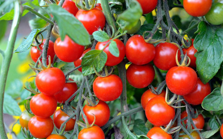 cherry-tomatoes-will-save-you-from-heart-diseases-and-cancer
