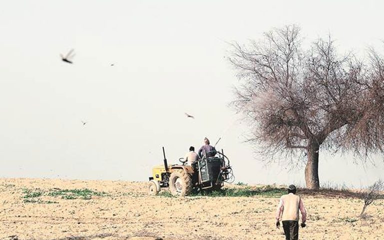 punjab-agriculture-department-launched-grasshopper-campaign-in-punjab