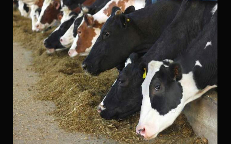 seven-cows-stolen-from-dairy-farm-kohara