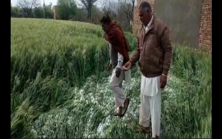 huge-devastation-of-crop-in-punjab-weather-news