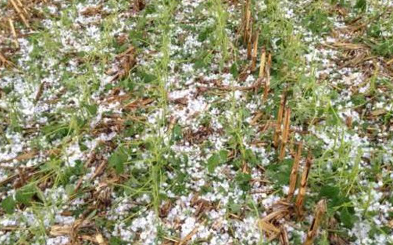 huge-devastation-of-crop-in-punjab-weather-news