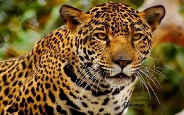 punjab-latest-news-leopard-in-mohali