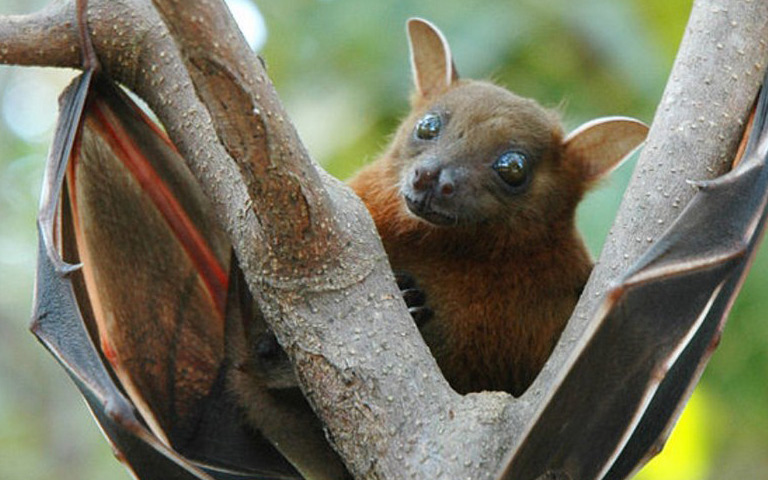 six-types-of-corona-virus-found-in-bats-in-myanmar