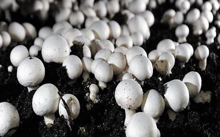 online-mushroom-training-by-pau-ludhiana