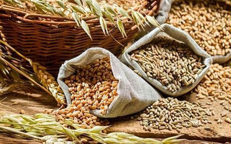 wheat-procurement-of-4-86-515-ton-on-21st-day-in-state