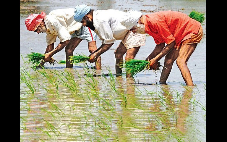paddy-sowing-methods-will-be-changed-in-punjab