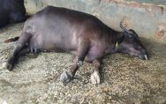 in-rao-farms-khannas-village-daheru-45-buffaloes-died-in-the-last-12-days