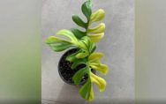 plant-philodendron-minima-sold-in-4-lakh-rupees-in-newzealand