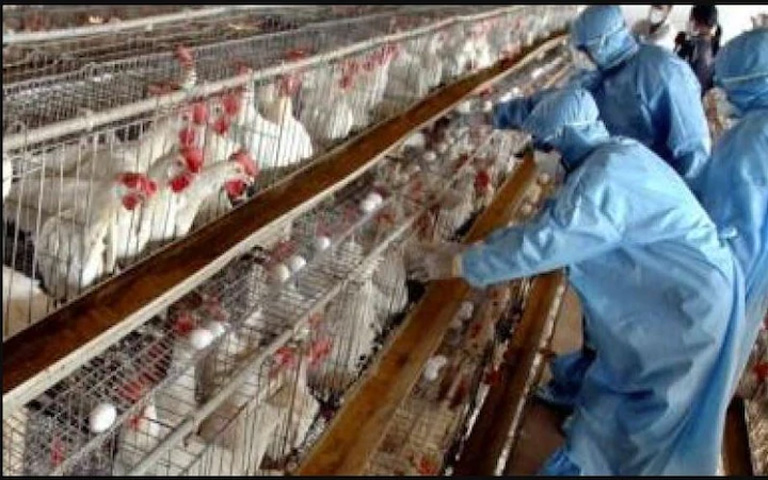 Chicken-and-egg-prices-fall-by-less-than-half-due-to-bird-flu-outbreak