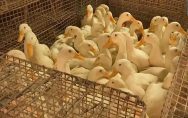 Punjab-Reports-First-Bird-Flu-Case-As-Samples-From-Dead-Goose-Test-Positive