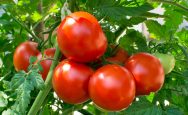 4-health-benefits-of-tomatoes