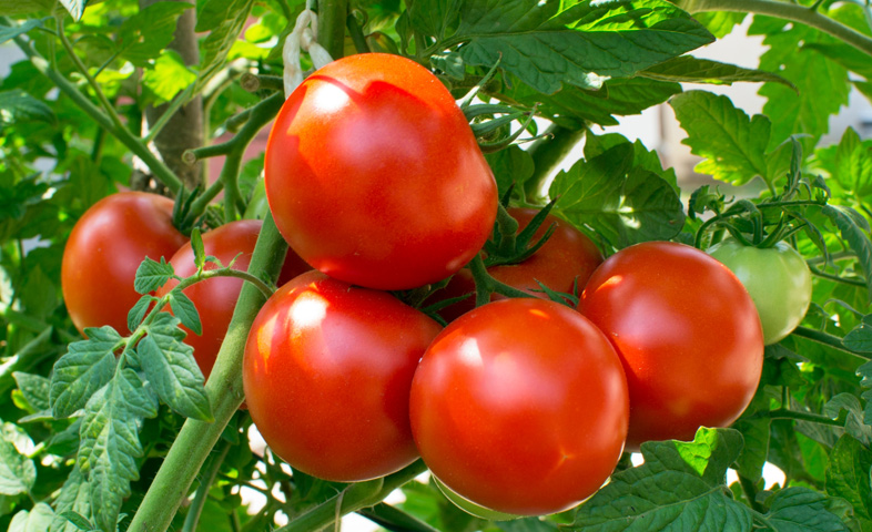 4-health-benefits-of-tomatoes