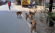 A-five-year-old-boy-was-killed-by-a-pack-of-stray-dogs