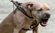 The-boy-was-seriously-injured-due-to-attack-of-pittbull