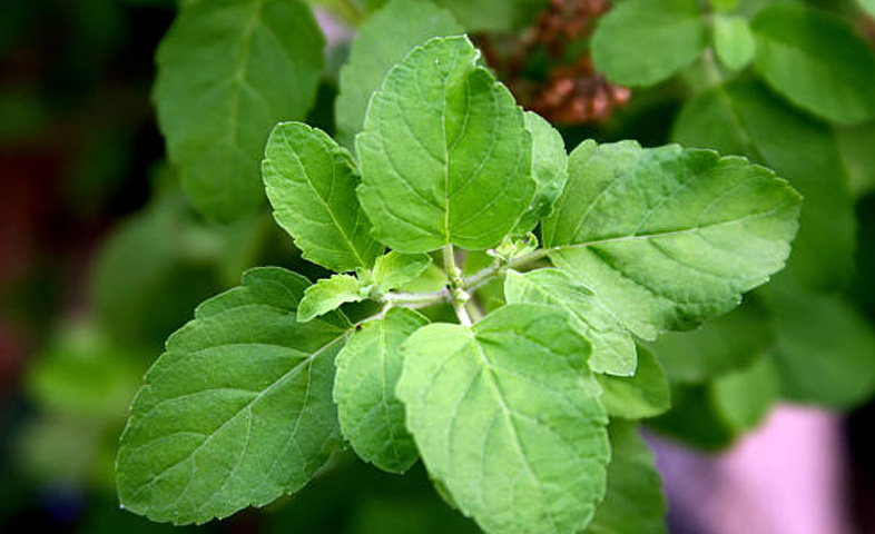 4-uses-of-holy-tulsi