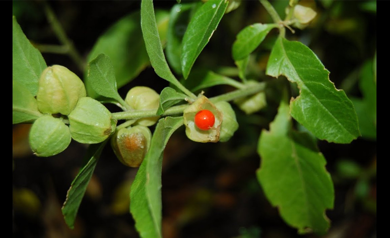 What-are-the-benefits-of-ashwagandha